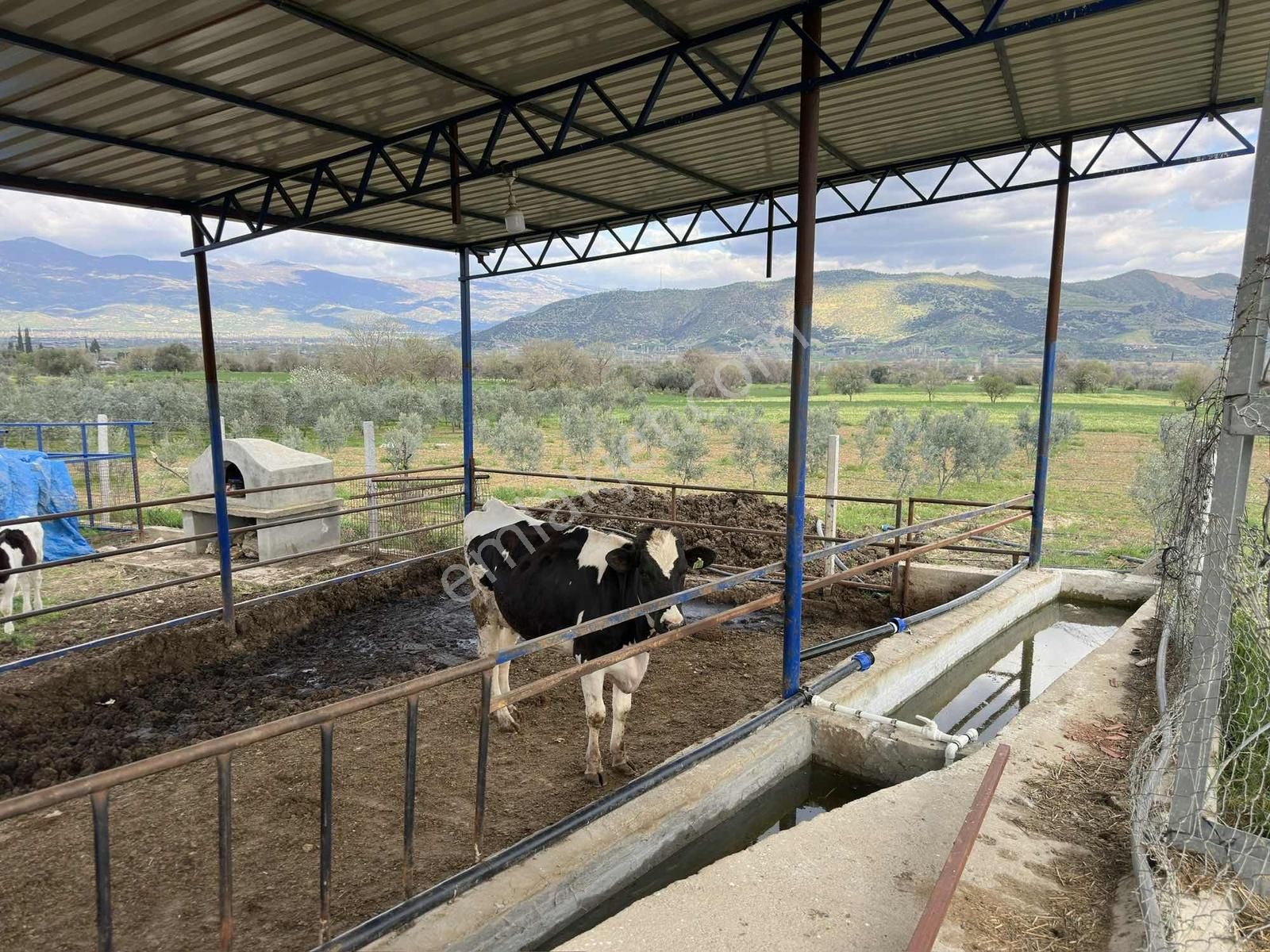 Yağlar Mahallesinde 2 Katlı Ev Ve Hayvan Çiftliği - Görsel 3