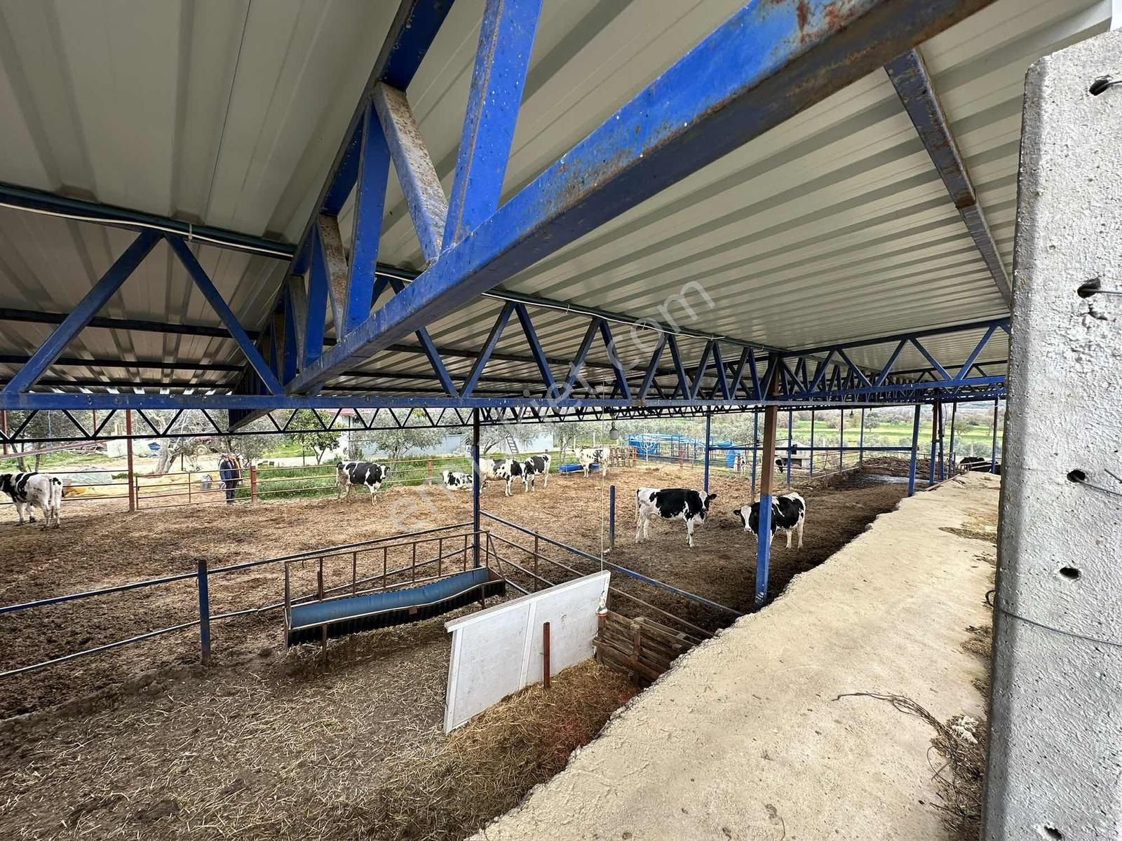 Yağlar Mahallesinde 2 Katlı Ev Ve Hayvan Çiftliği - Görsel 6