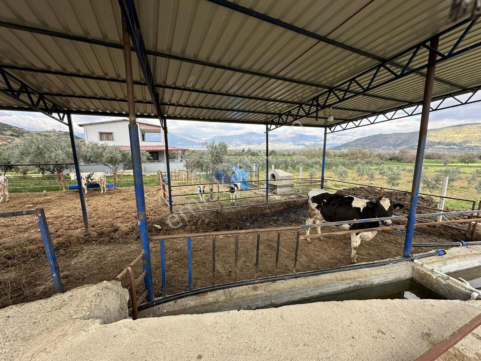 Yağlar Mahallesinde 2 Katlı Ev Ve Hayvan Çiftliği - Görsel 4