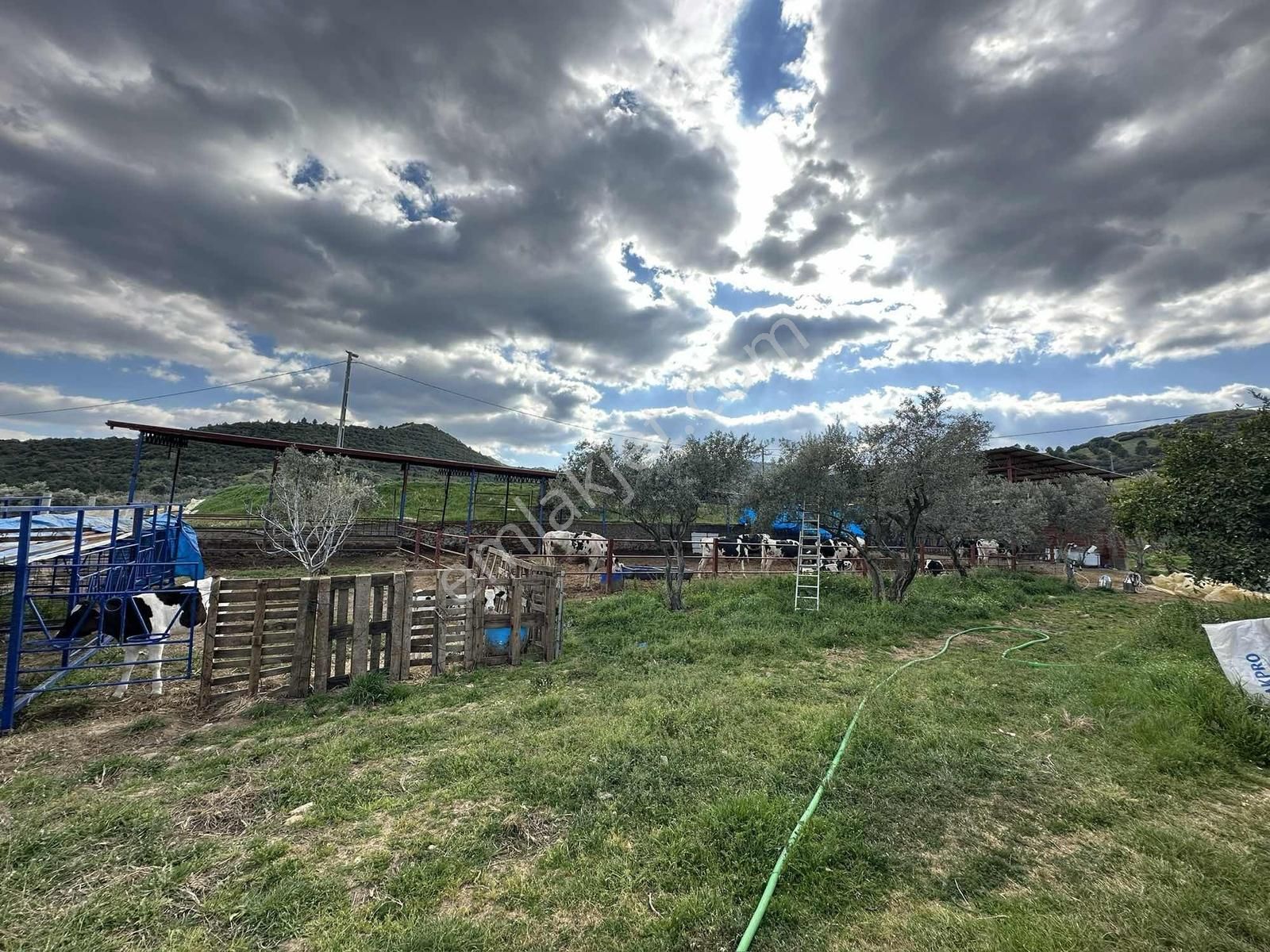 Yağlar Mahallesinde 2 Katlı Ev Ve Hayvan Çiftliği - Görsel 24