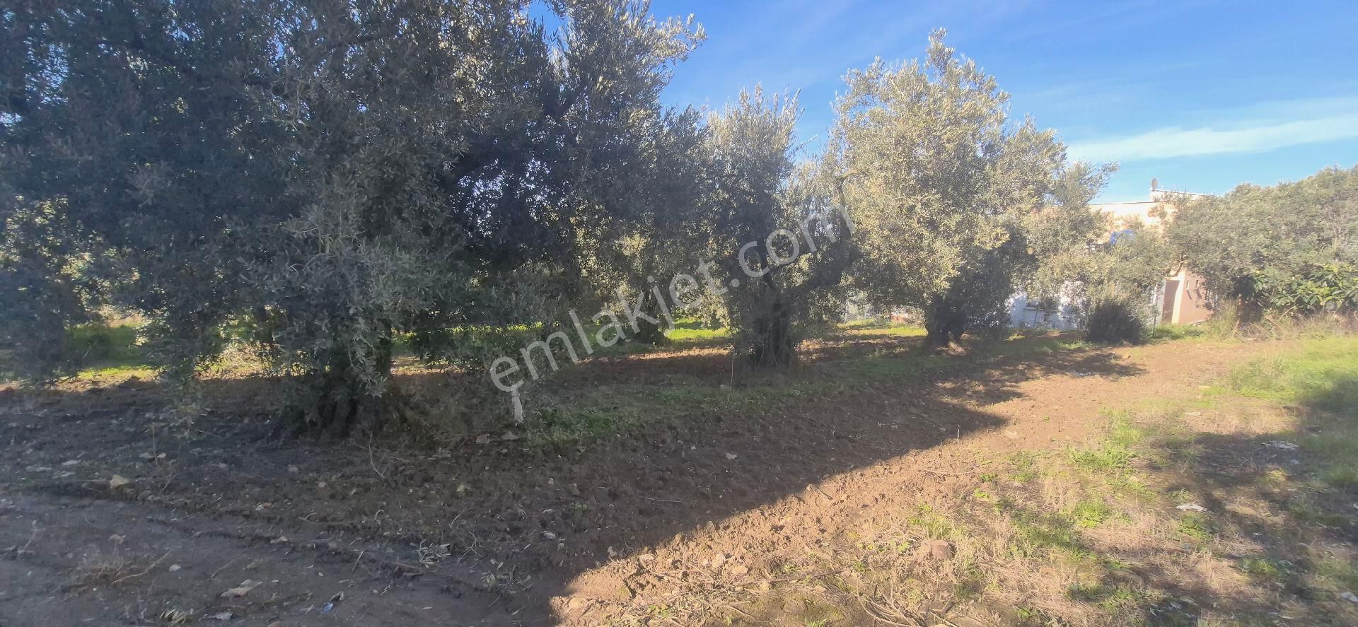 Eşkel Denize Yakın Arsa Hisseli Denize Yakın