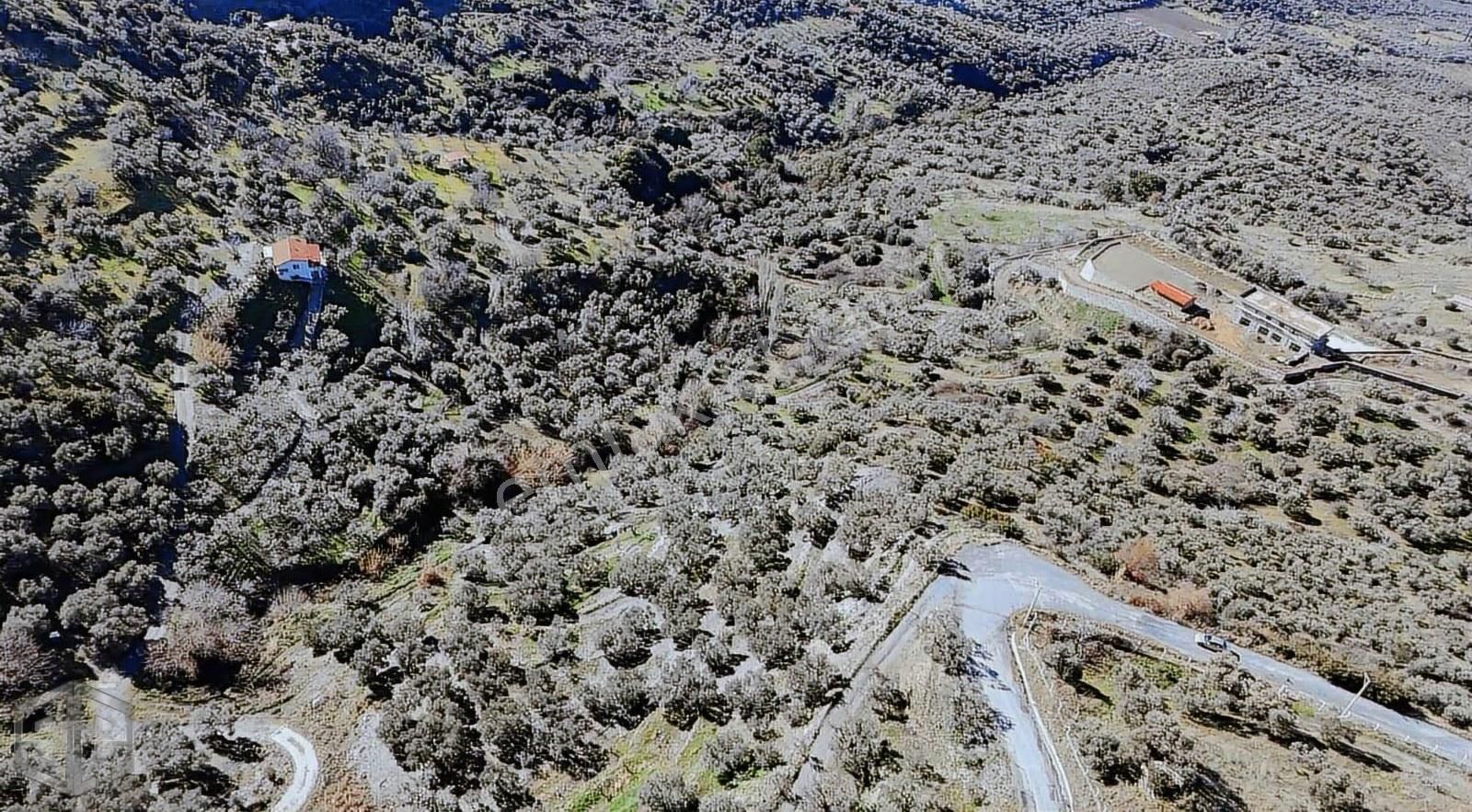 İzmir Selçuk Abuhayat Bölgesinde İki Ayrı Tapu - Görsel 2