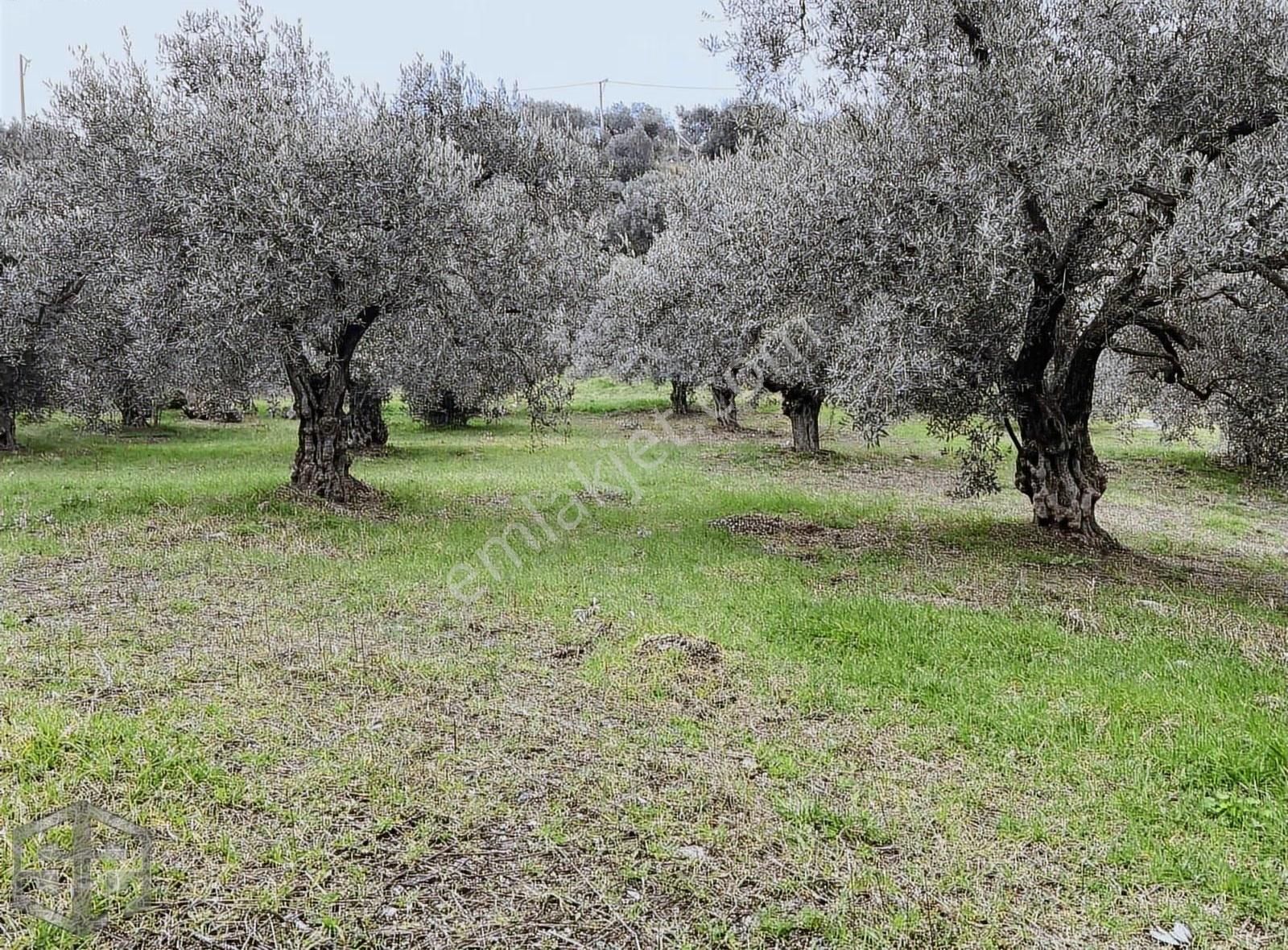 İzmir Selçuk Abuhayat Bölgesinde İki Ayrı Tapu - Görsel 8