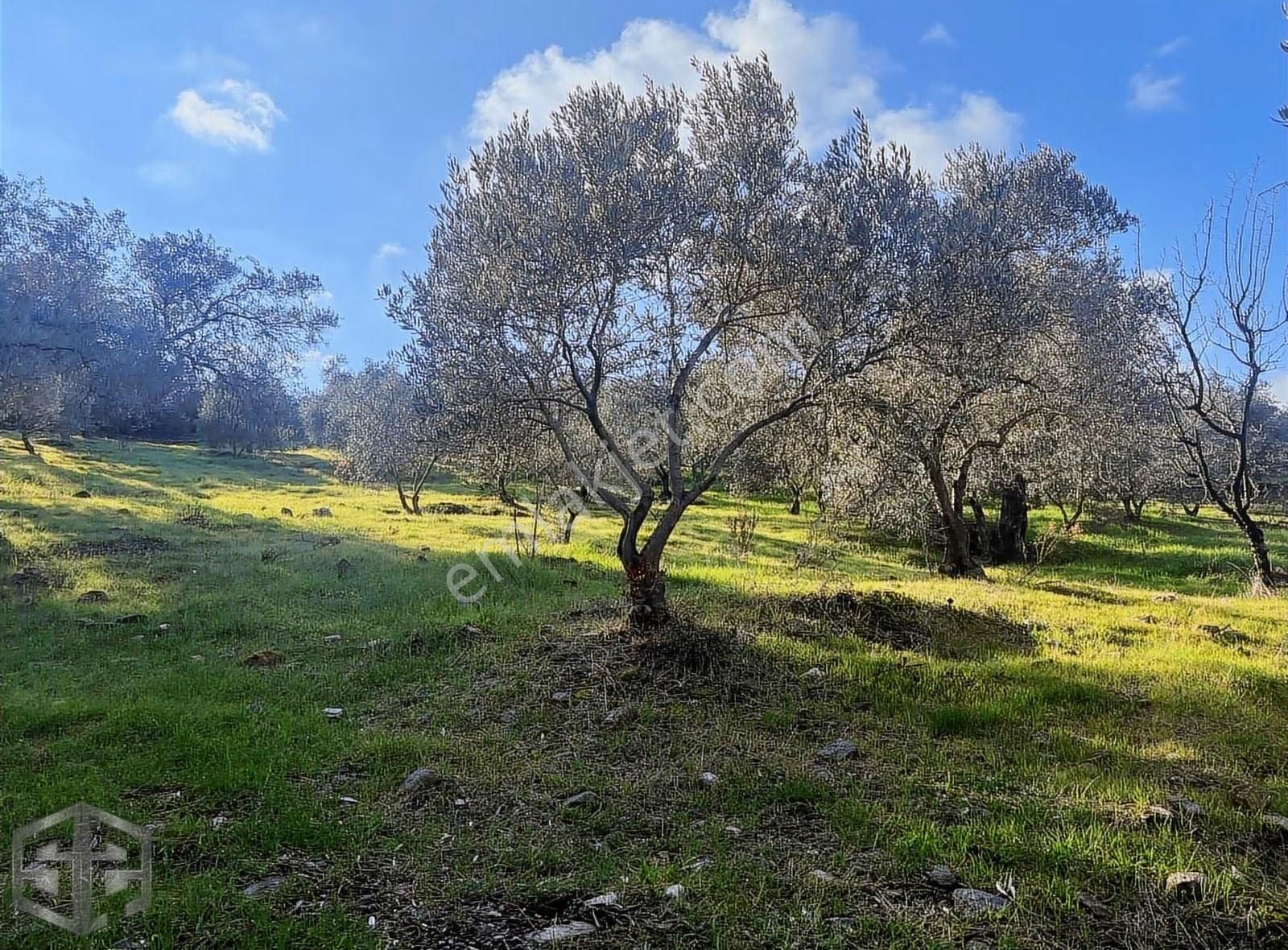 İzmir Selçuk Acarlar Köyü 15000 M2 Zeytinlik - Görsel 12