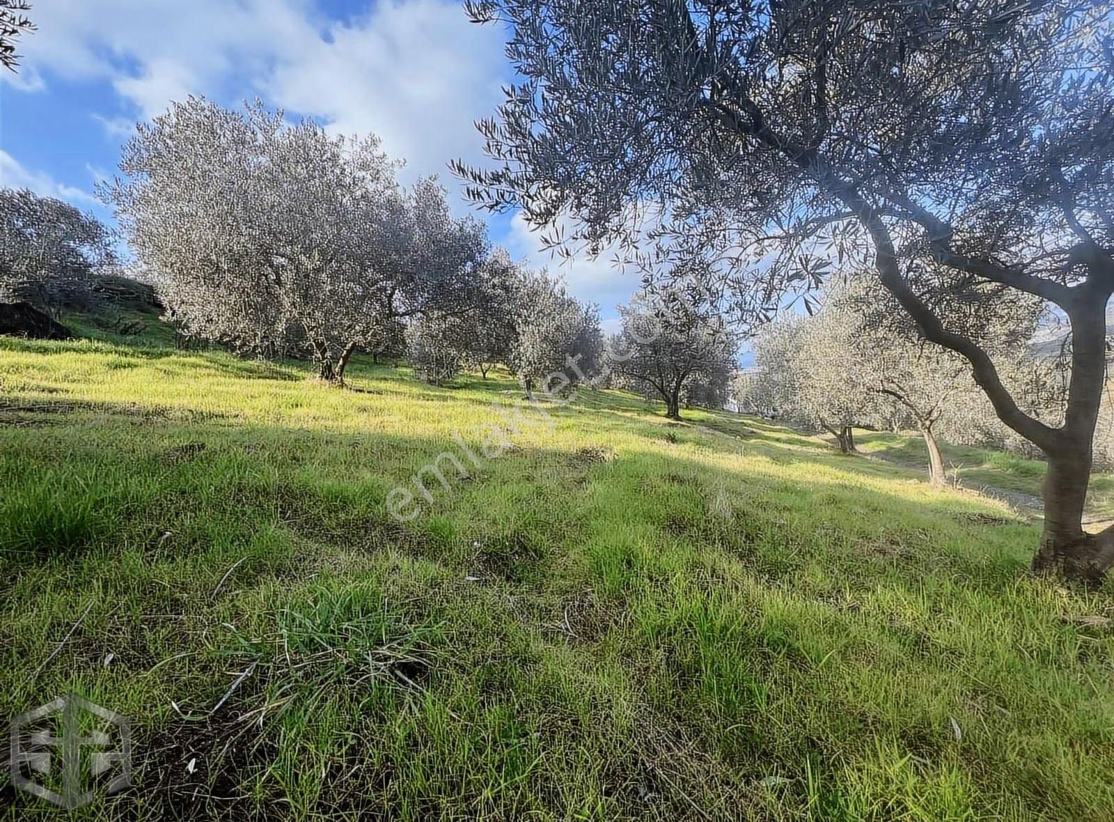 İzmir Selçuk Acarlar Köyü 15000 M2 Zeytinlik - Görsel 3