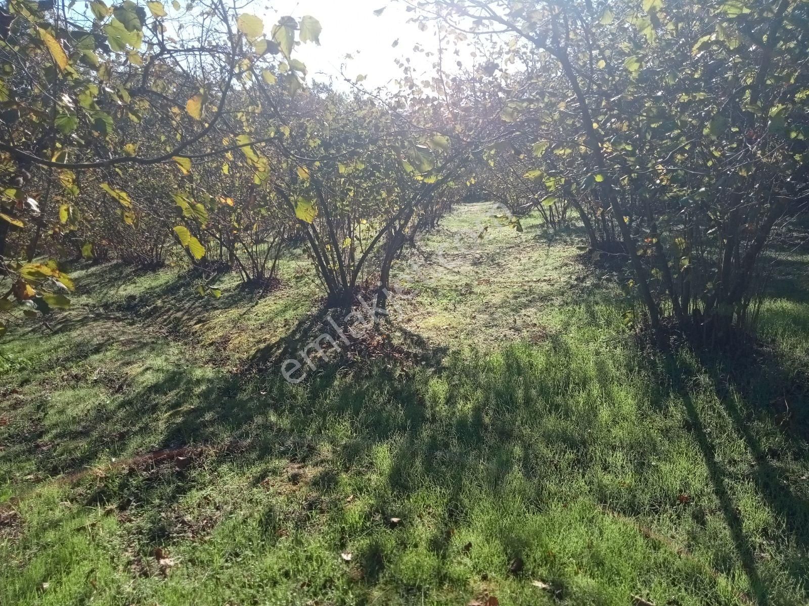 Kandıra Kırkarmutta 8o Ocaklık Fındık Bahçesi 1302m2 - Görsel 8