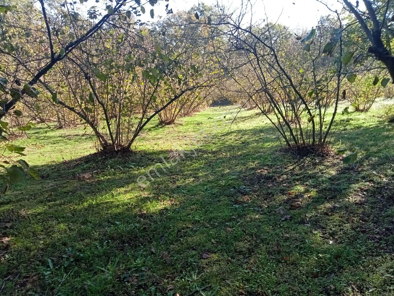 Kandıra Kırkarmutta 8o Ocaklık Fındık Bahçesi 1302m2