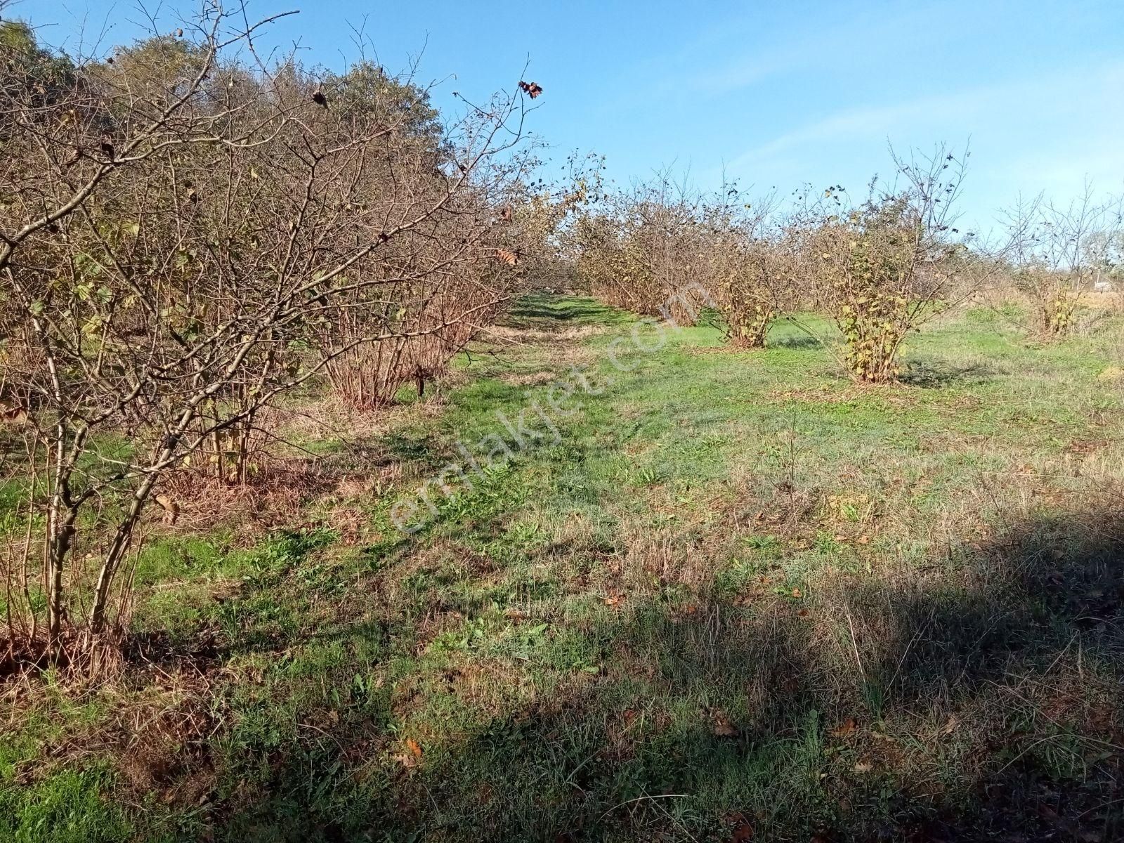 Kandıra Kırkarmutta 8o Ocaklık Fındık Bahçesi 1302m2 - Görsel 7