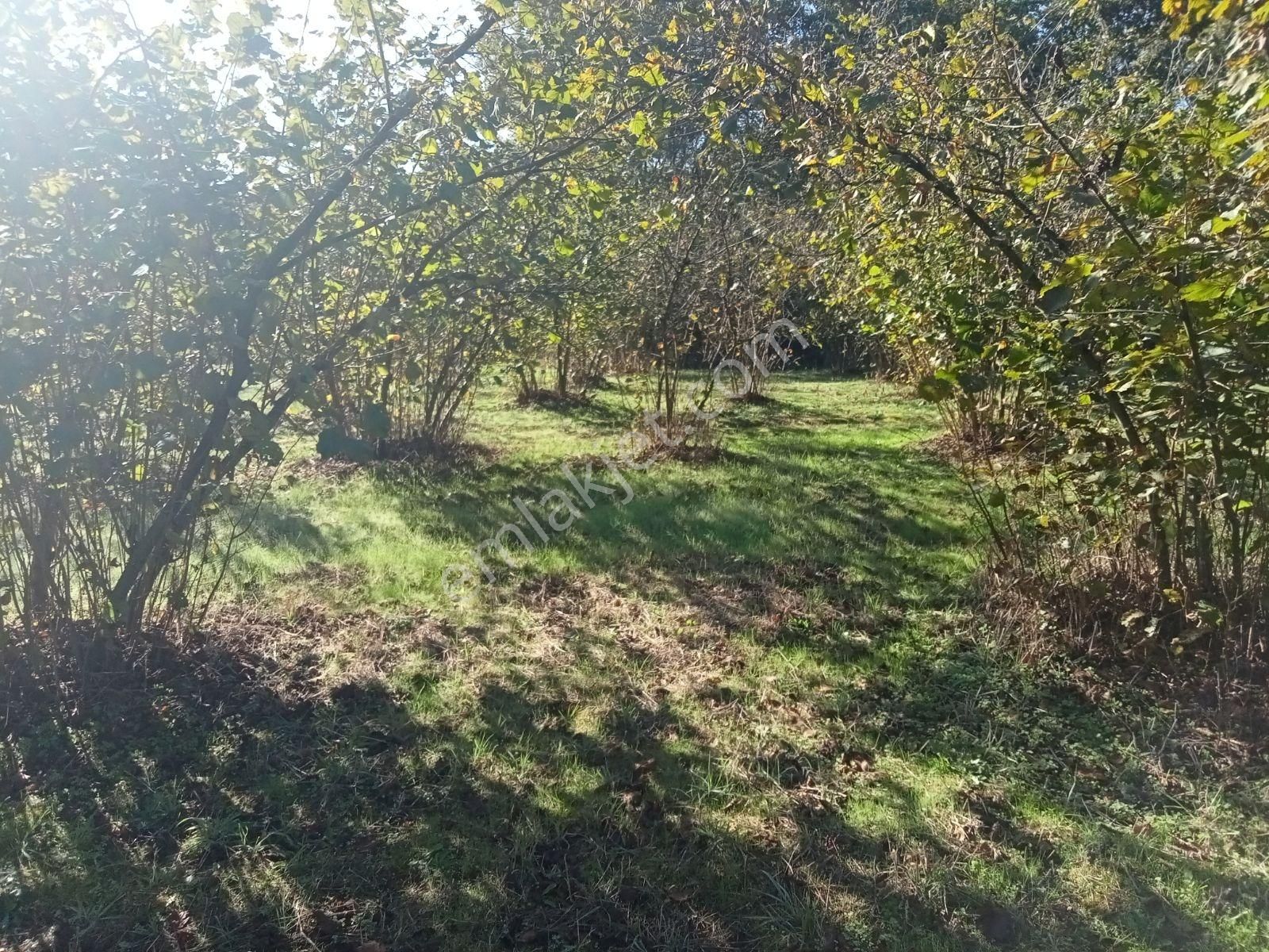 Kandıra Kırkarmutta 8o Ocaklık Fındık Bahçesi 1302m2 - Görsel 5
