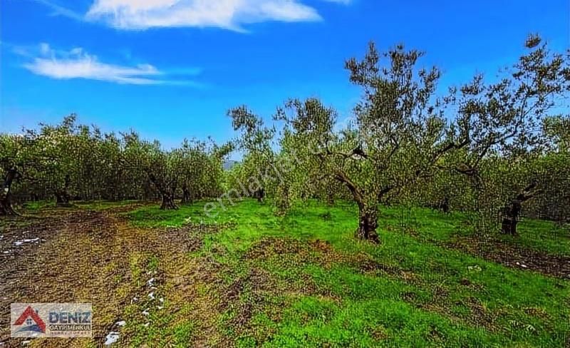 Mudanya Dereköy Yatırımlık Yola Yakın Bakımlı Zeytinlik