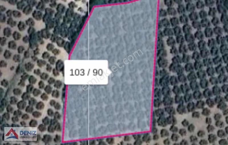 Müstakil Tapulu 3832 M2 200 Ağaçlı Bakımlı Zeytinlik - Görsel 4