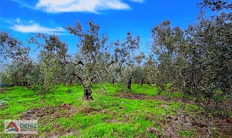 Müstakil Tapulu 3832 M2 200 Ağaçlı Bakımlı Zeytinlik - Görsel 3