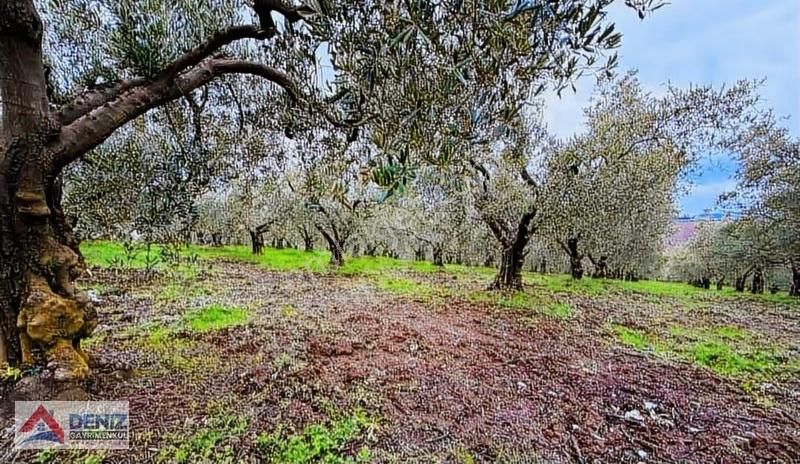Müstakil Tapulu 3832 M2 200 Ağaçlı Bakımlı Zeytinlik