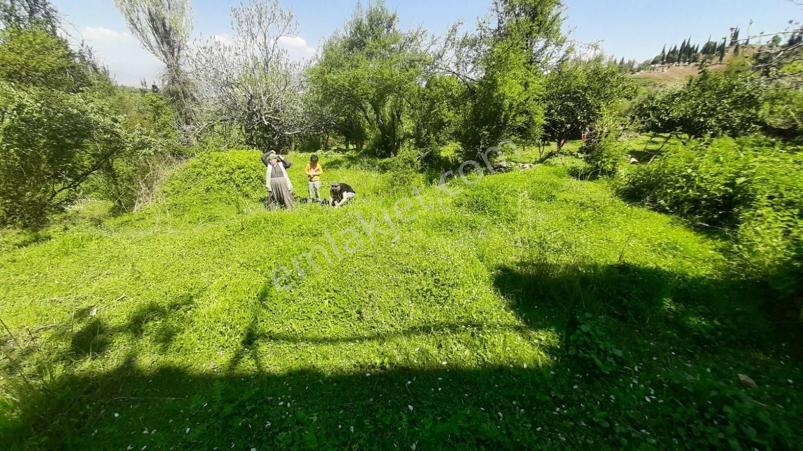 Ödemiş Beydağ Satılık 913 Mt2 İçerisinde Evli Bağ Bahçe - Görsel 3