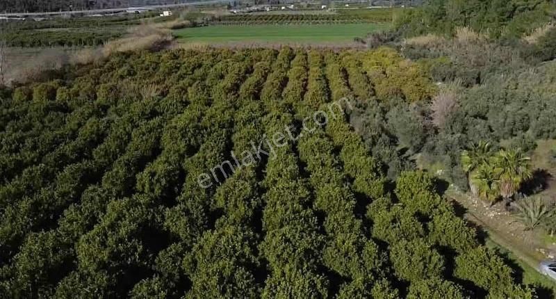 Manavgat Taşağıl Mahallesi'nde Portakal Bahçesi Satılıktır - Görsel 10