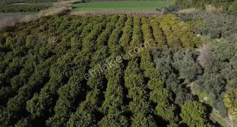 Manavgat Taşağıl Mahallesi'nde Portakal Bahçesi Satılıktır - Görsel 11