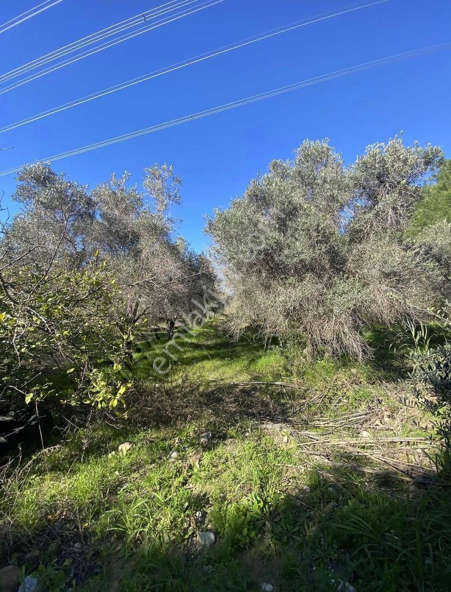 Manavgat Taşağıl Mahallesi'nde Portakal Bahçesi Satılıktır - Görsel 12