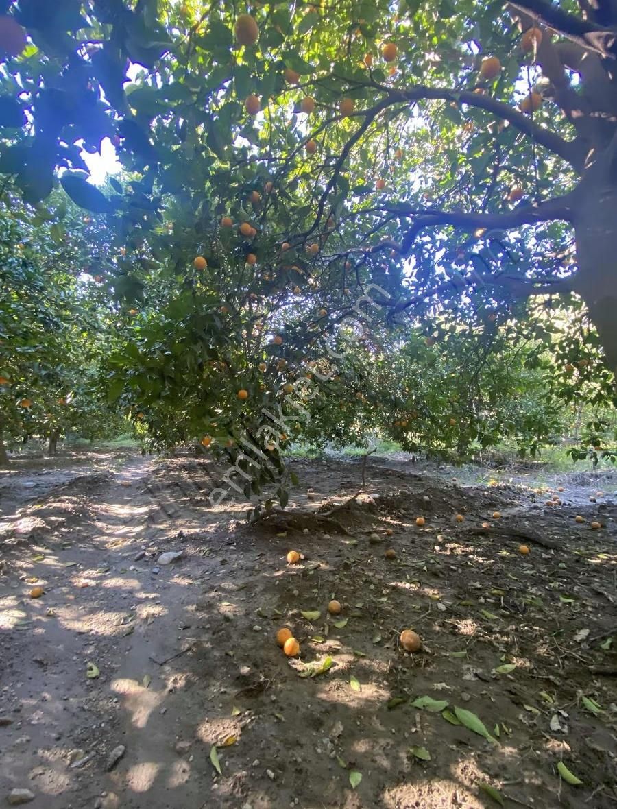 Manavgat Taşağıl Mahallesi'nde Portakal Bahçesi Satılıktır - Görsel 21