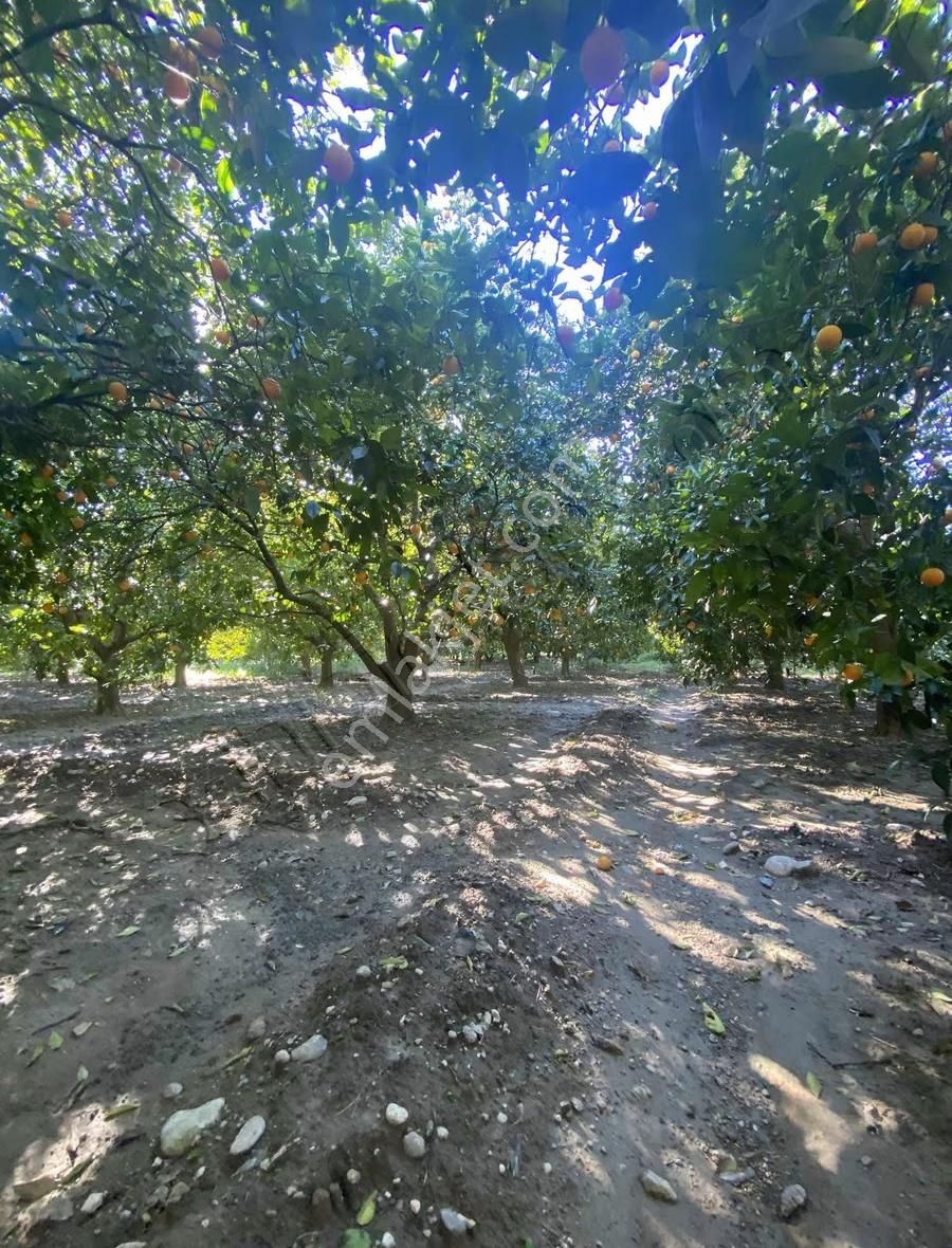 Manavgat Taşağıl Mahallesi'nde Portakal Bahçesi Satılıktır - Görsel 20
