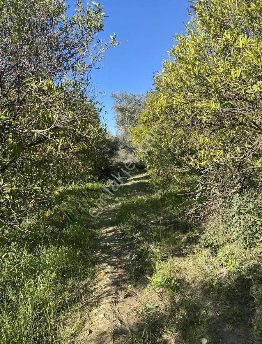 Manavgat Taşağıl Mahallesi'nde Portakal Bahçesi Satılıktır - Görsel 16