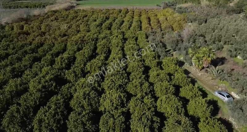 Manavgat Taşağıl Mahallesi'nde Portakal Bahçesi Satılıktır - Görsel 2