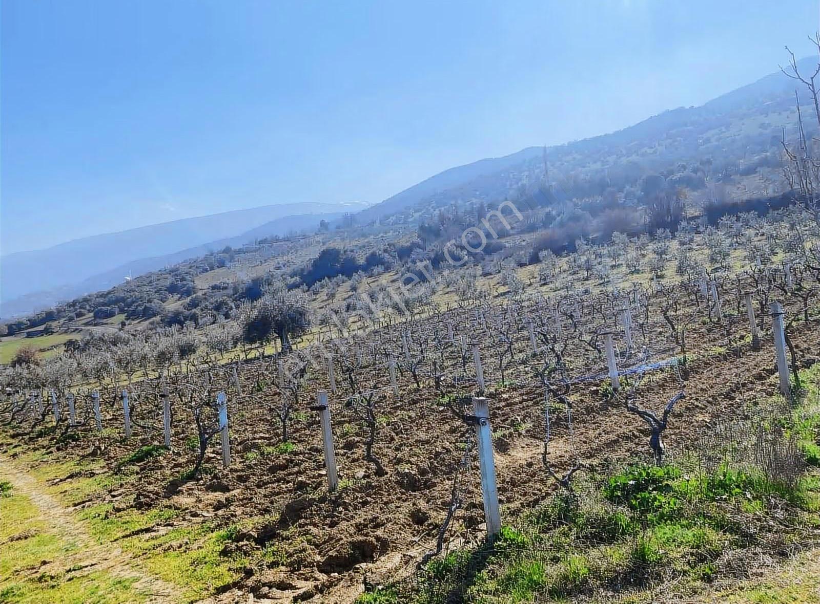 Karaağaç Güllü Çukuru Mevkii'nde 1600 Metre Kare Bağ'lı Tarla - Görsel 15
