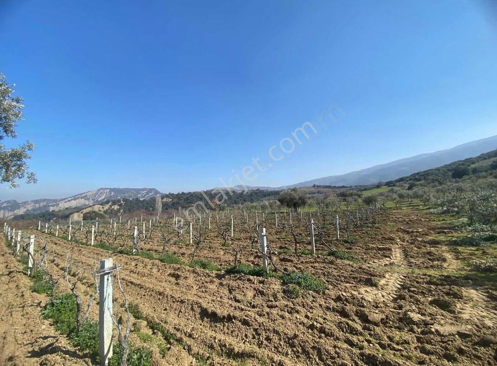 Karaağaç Güllü Çukuru Mevkii'nde 1600 Metre Kare Bağ'lı Tarla - Görsel 7