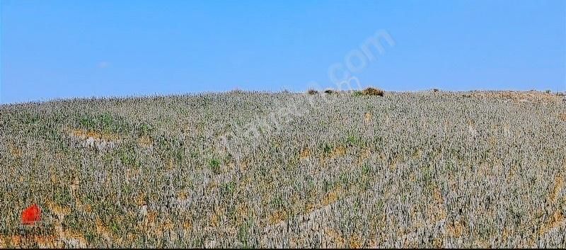 Hesaplı Milyon M2 Meraya Cepheli 12700m2 Satılık Tarla - Görsel 11