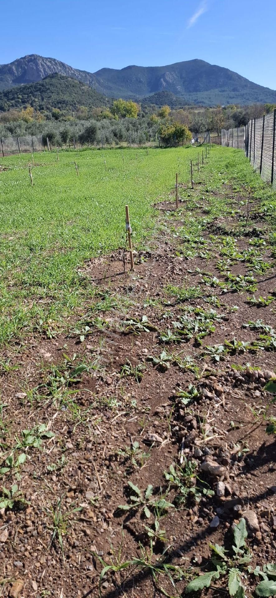 Satılik Tarla - Görsel 5