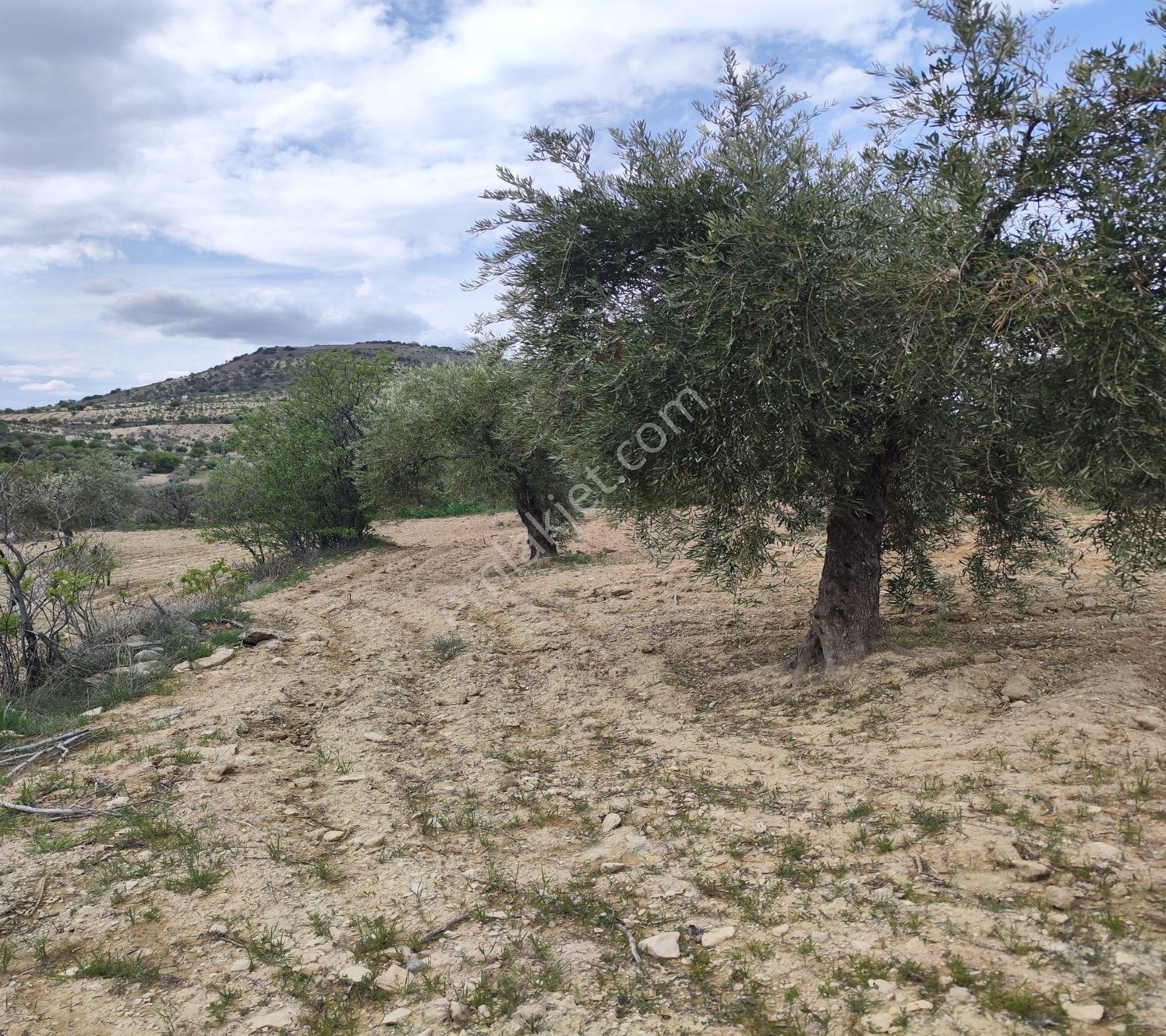 Şahinbey Morcalı Da Çok Uygun 5.350 M2 Tek Tapu Zeytinlik - Görsel 20