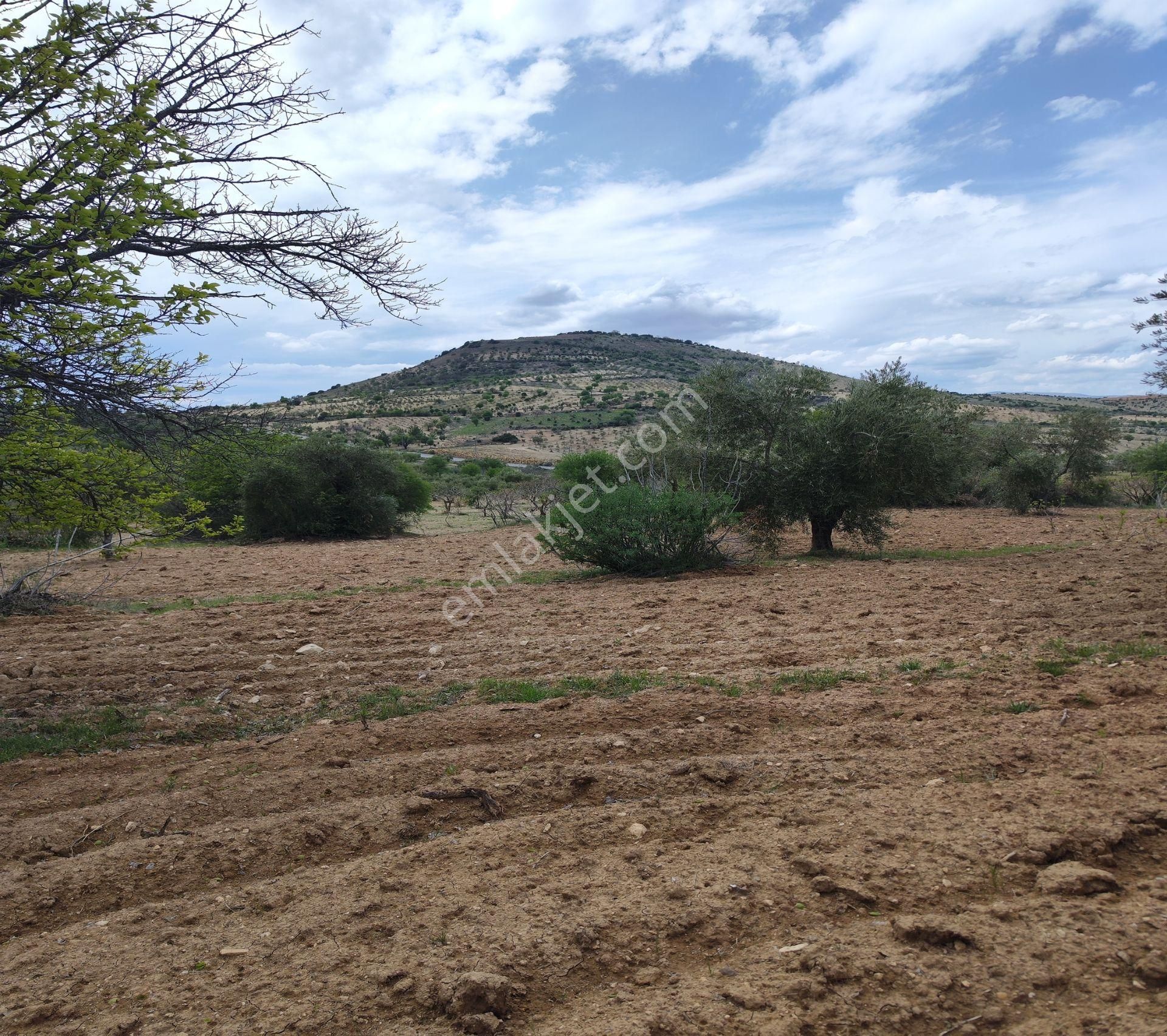 Şahinbey Morcalı Da Çok Uygun 5.350 M2 Tek Tapu Zeytinlik - Görsel 25