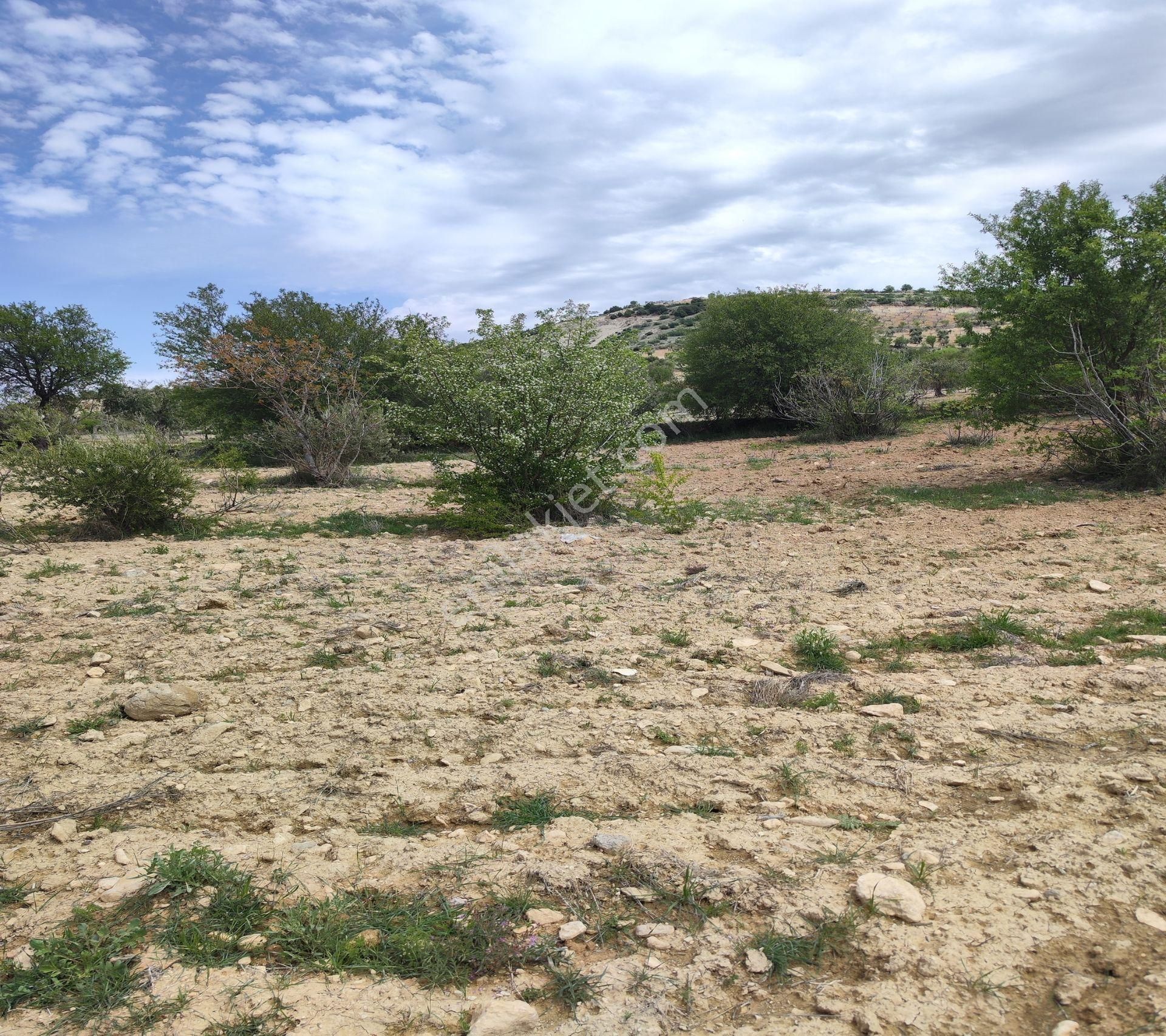 Şahinbey Morcalı Da Çok Uygun 5.350 M2 Tek Tapu Zeytinlik - Görsel 32