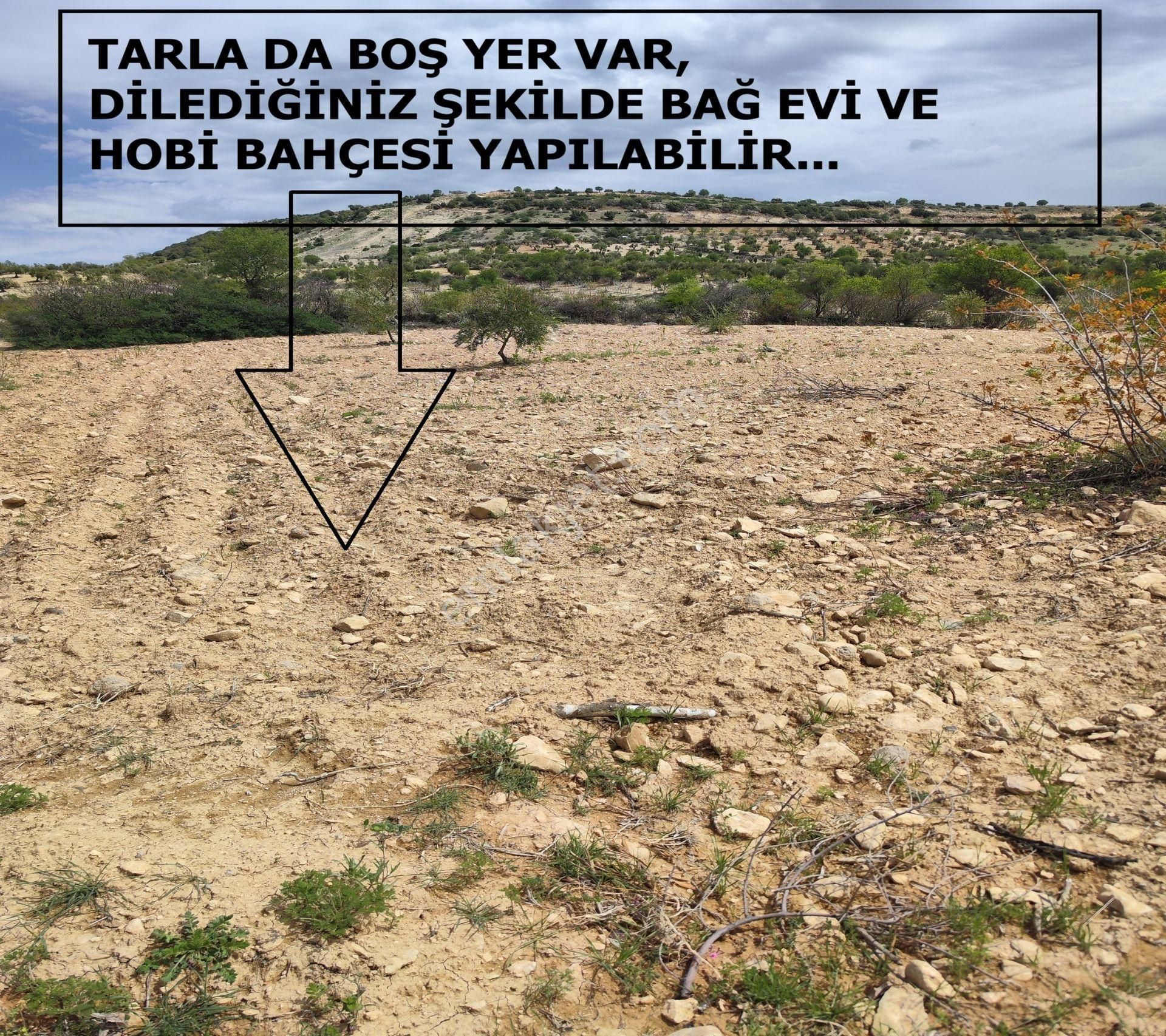 Şahinbey Morcalı Da Çok Uygun 5.350 M2 Tek Tapu Zeytinlik - Görsel 9