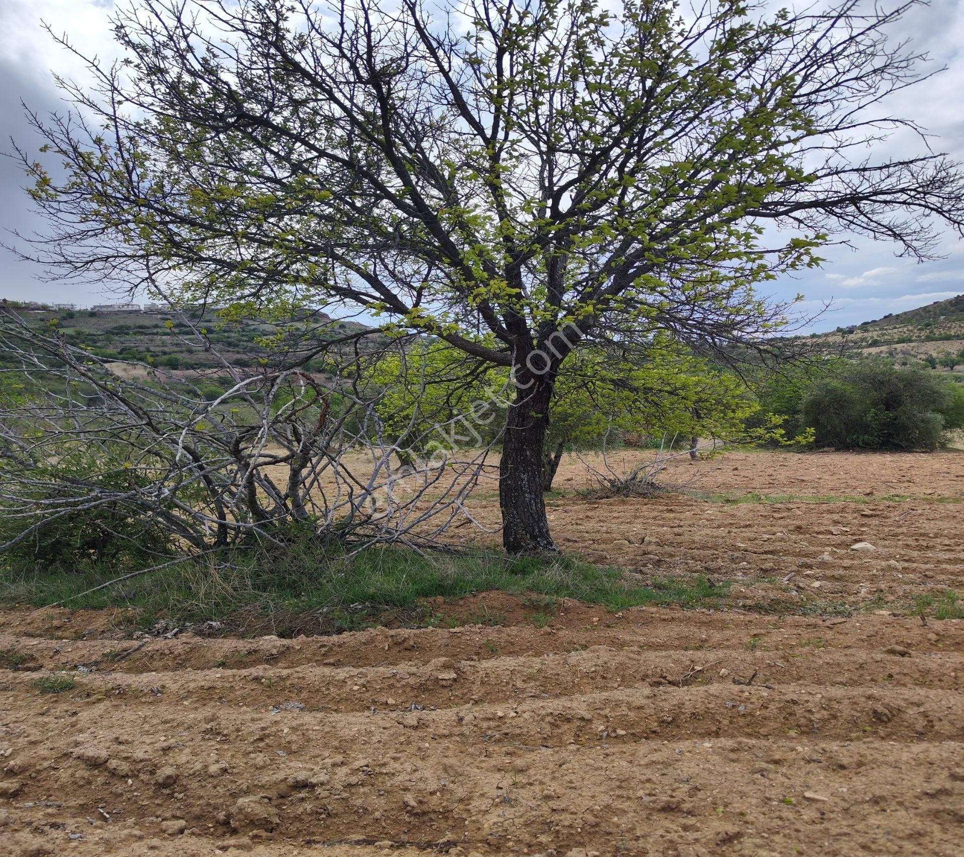 Şahinbey Morcalı Da Çok Uygun 5.350 M2 Tek Tapu Zeytinlik - Görsel 13