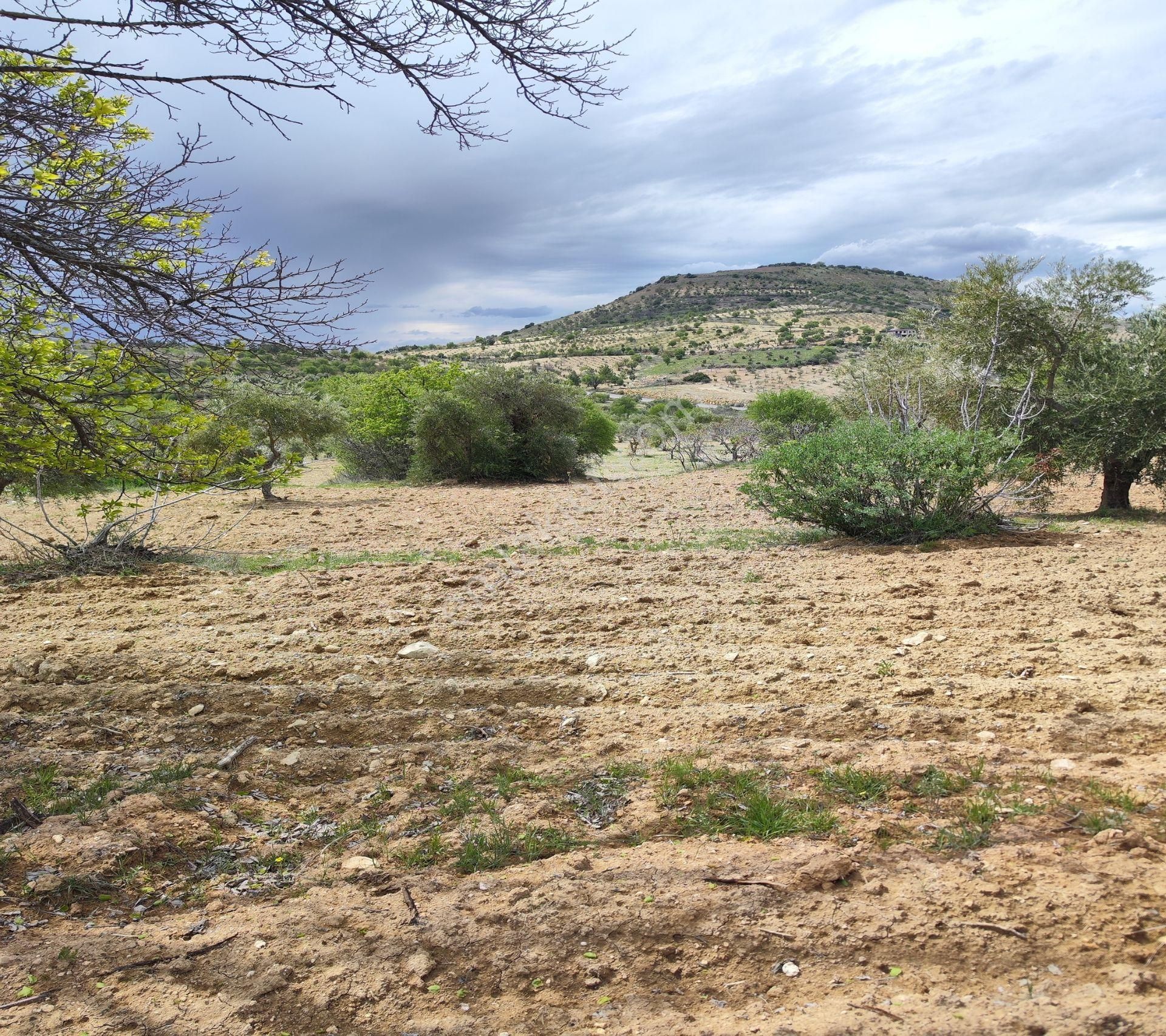 Şahinbey Morcalı Da Çok Uygun 5.350 M2 Tek Tapu Zeytinlik - Görsel 31