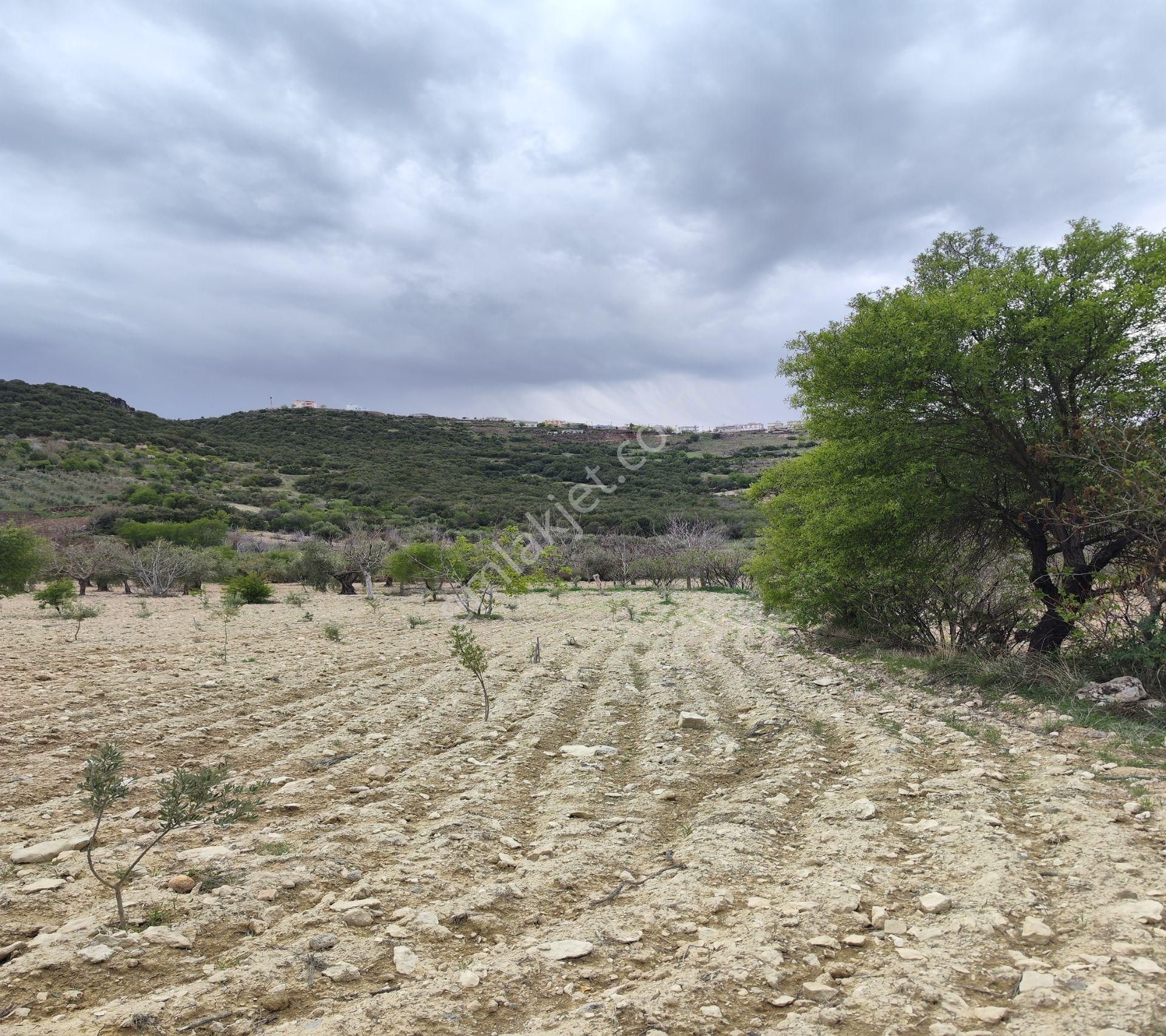 Şahinbey Morcalı Da Çok Uygun 5.350 M2 Tek Tapu Zeytinlik - Görsel 23