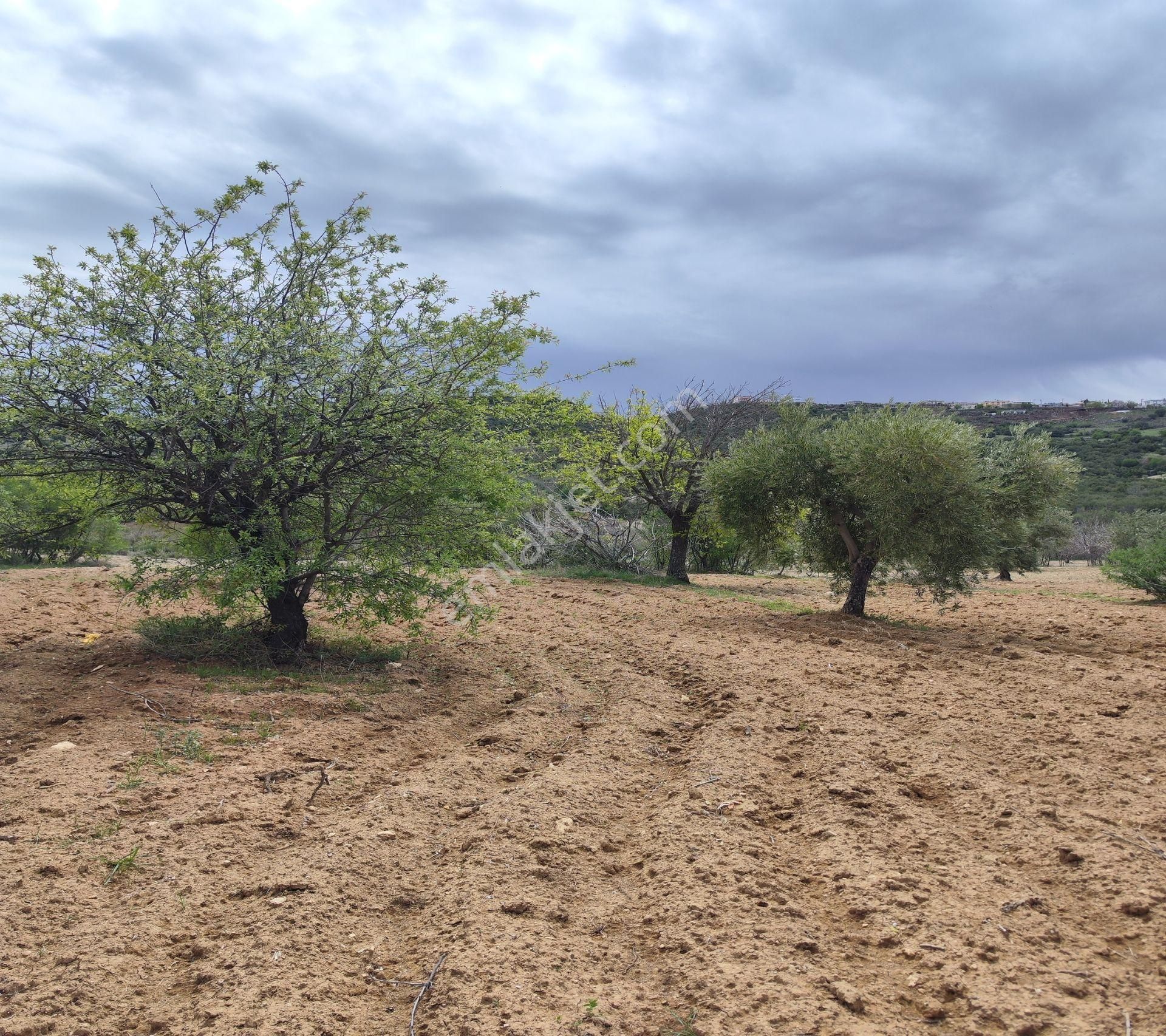 Şahinbey Morcalı Da Çok Uygun 5.350 M2 Tek Tapu Zeytinlik - Görsel 30