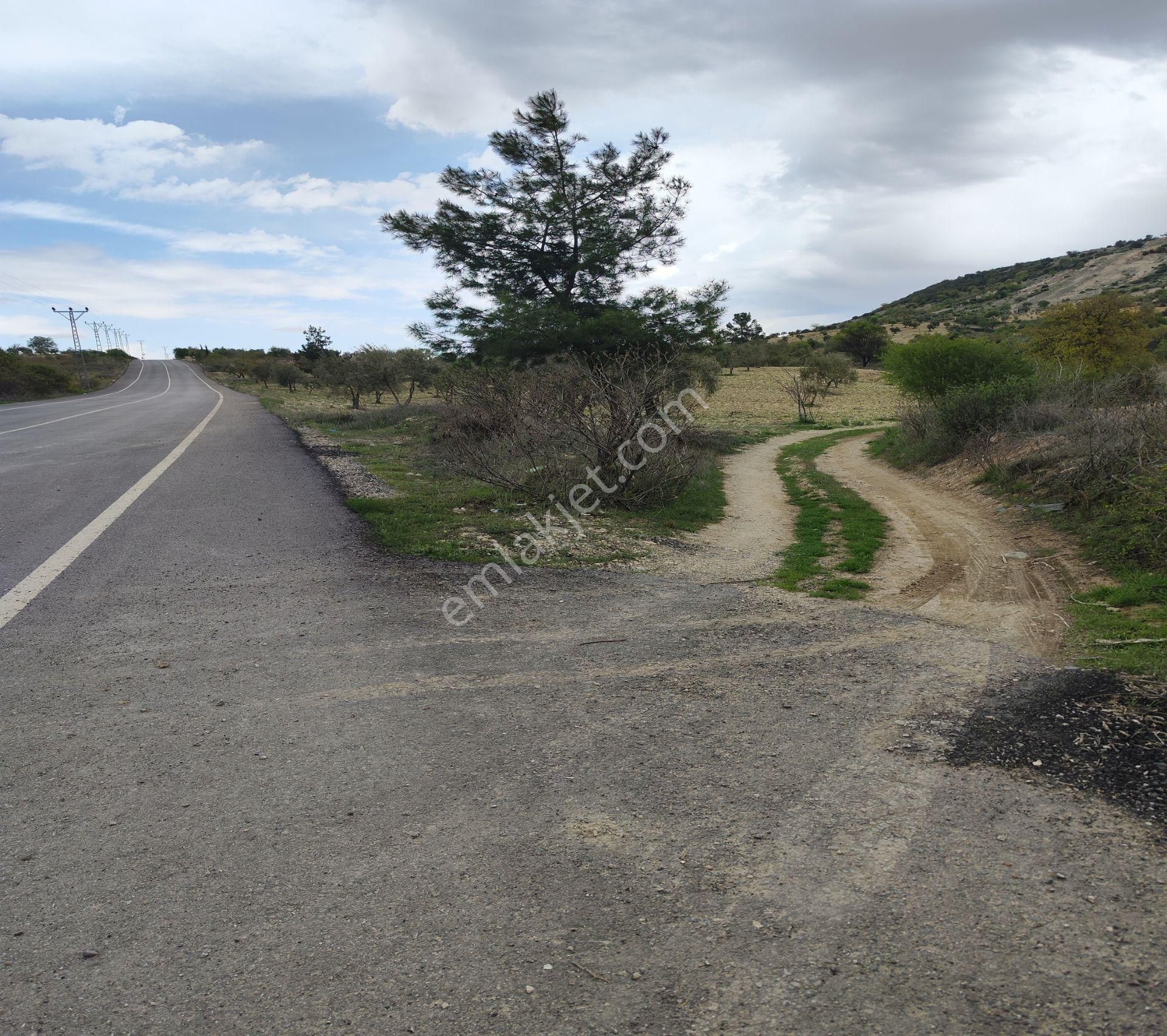 Şahinbey Morcalı Da Çok Uygun 5.350 M2 Tek Tapu Zeytinlik - Görsel 2