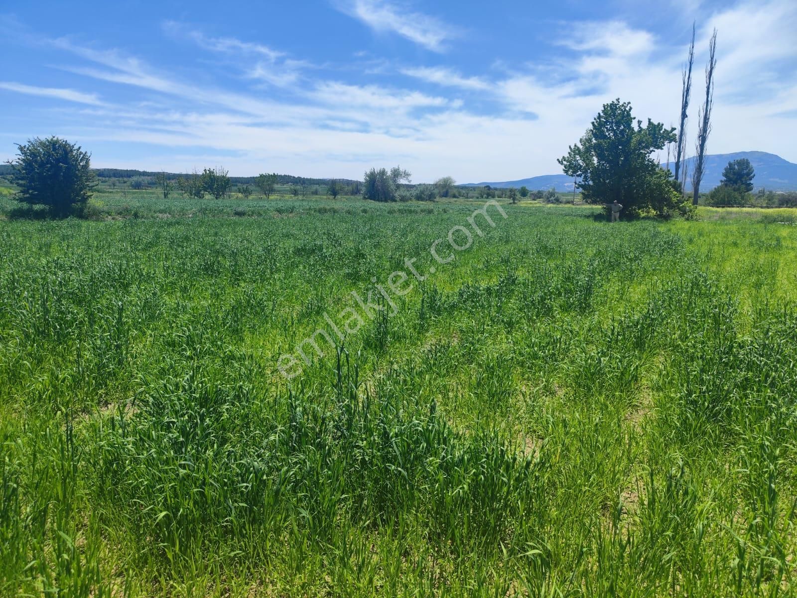 Antalya Asfaltına Yakın | Yola Cepheli | Hobi Bahçesi & Yatırımlık Fırsat Tarla