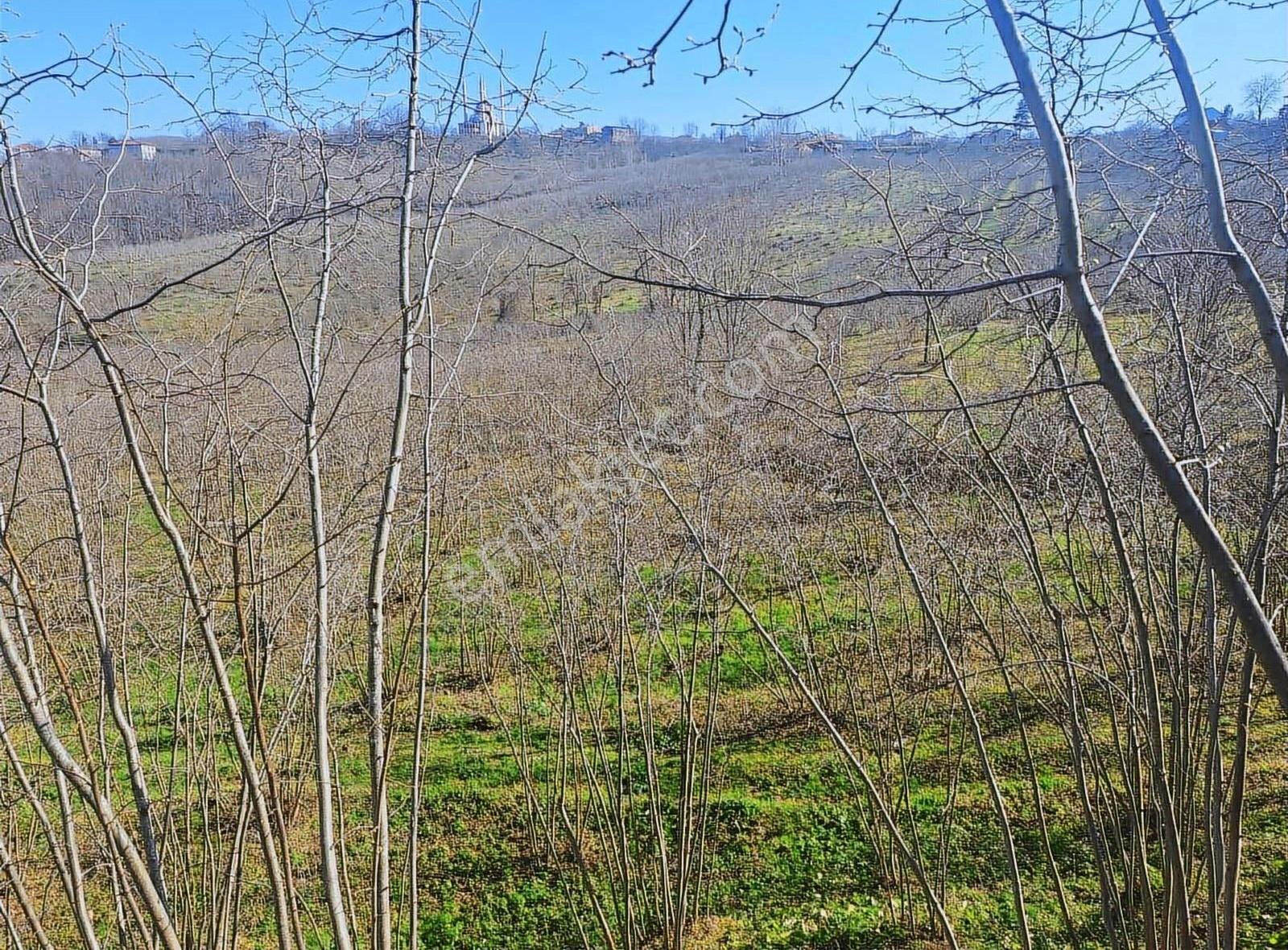 Sevgi Emlaktan Satılık Çiflik Evi Ve Arazi - Görsel 7