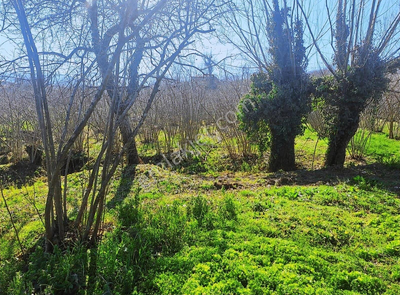 Sevgi Emlaktan Satılık Çiflik Evi Ve Arazi - Görsel 14