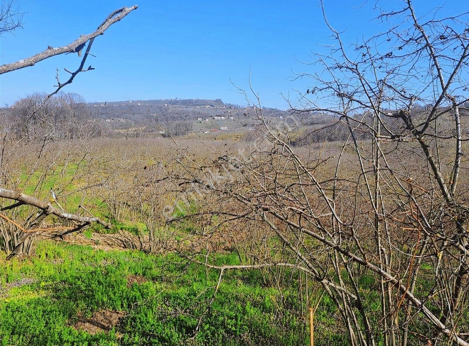 Sevgi Emlaktan Satılık Çiflik Evi Ve Arazi - Görsel 15