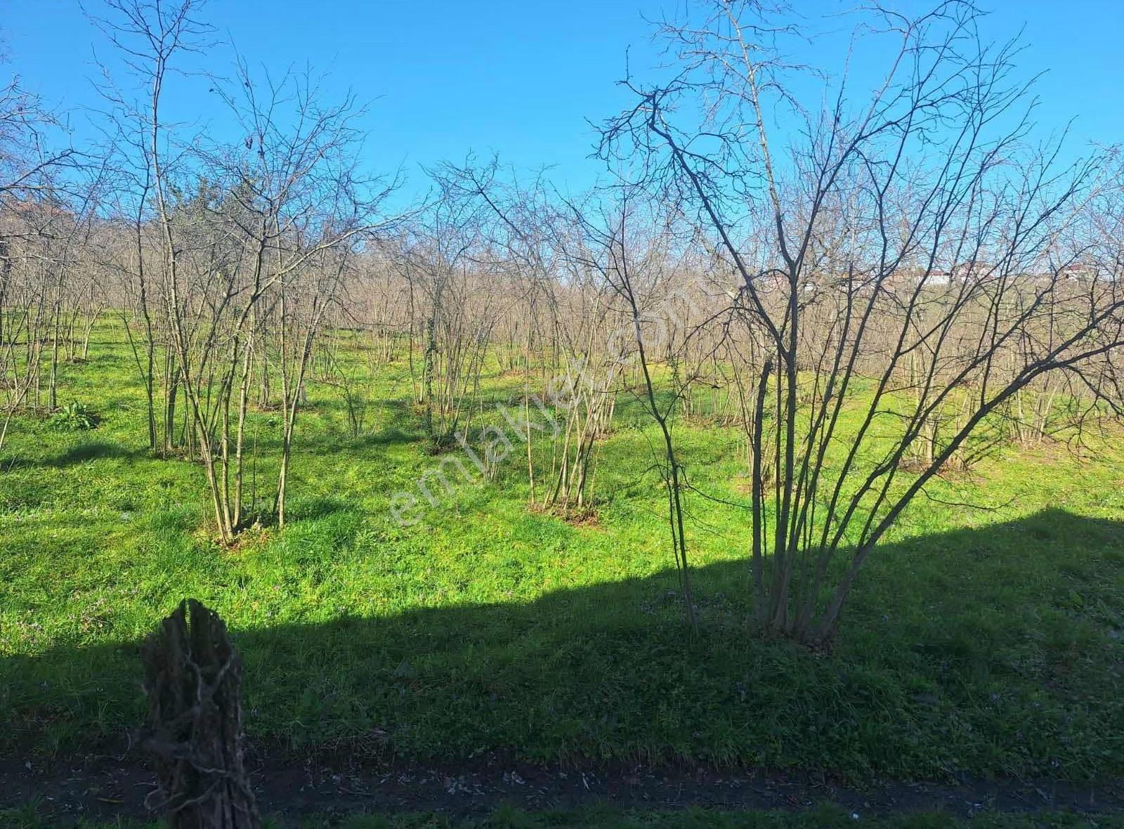 Sevgi Emlaktan Satılık Çiflik Evi Ve Arazi - Görsel 27