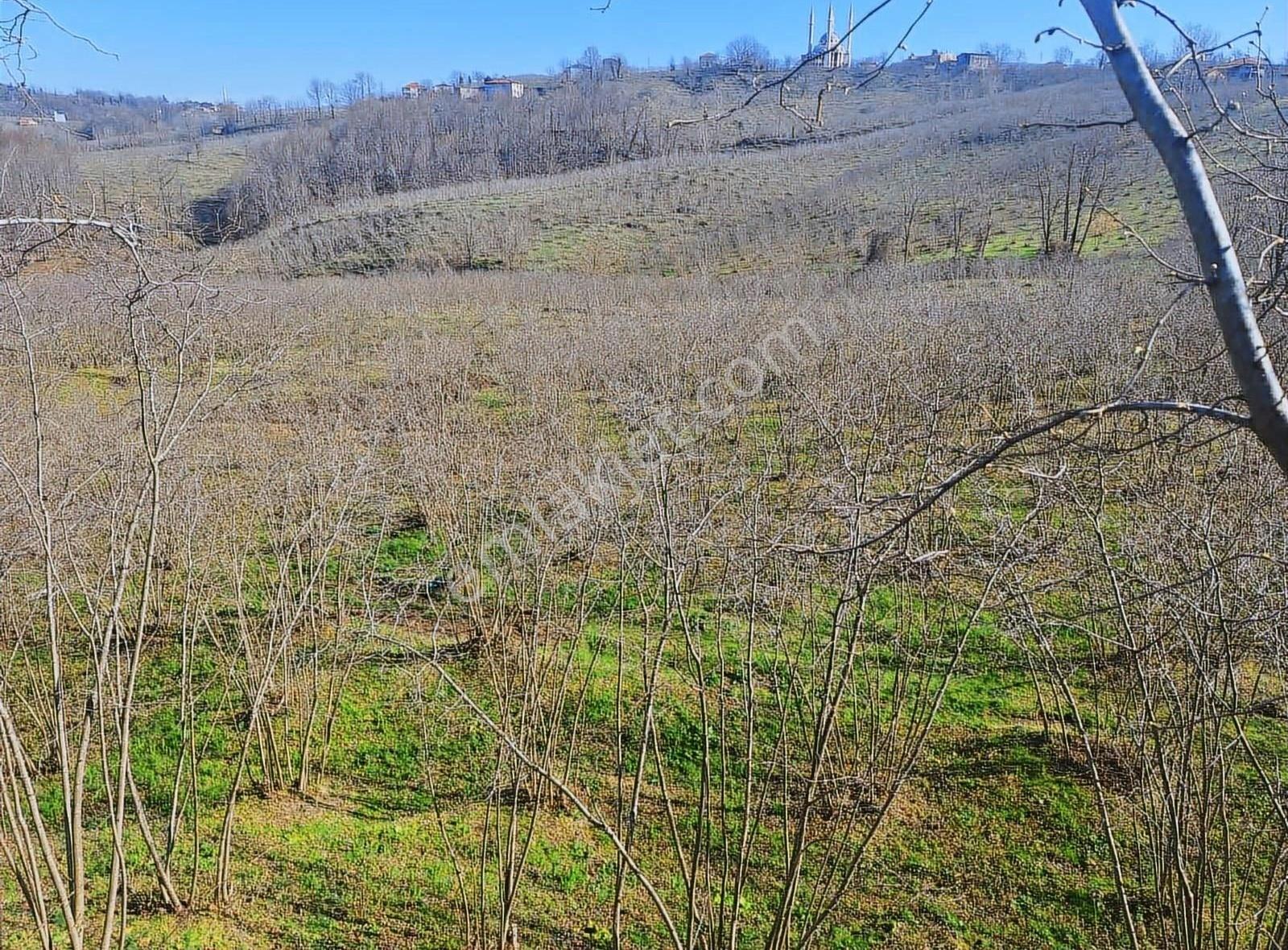 Sevgi Emlaktan Satılık Çiflik Evi Ve Arazi - Görsel 24