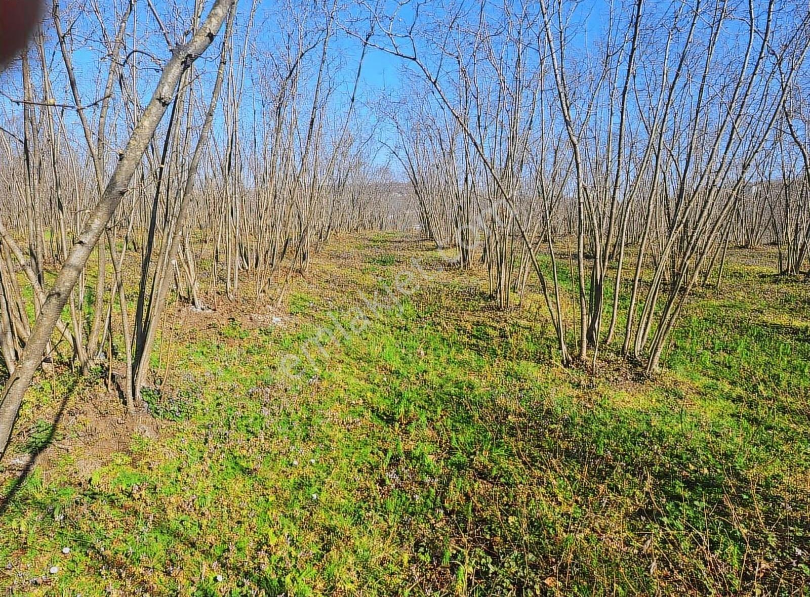 Sevgi Emlaktan Satılık Çiflik Evi Ve Arazi - Görsel 4