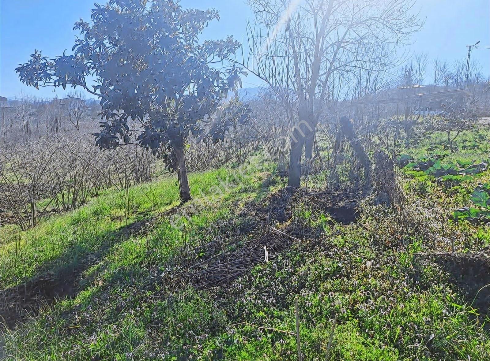 Sevgi Emlaktan Satılık Çiflik Evi Ve Arazi - Görsel 2