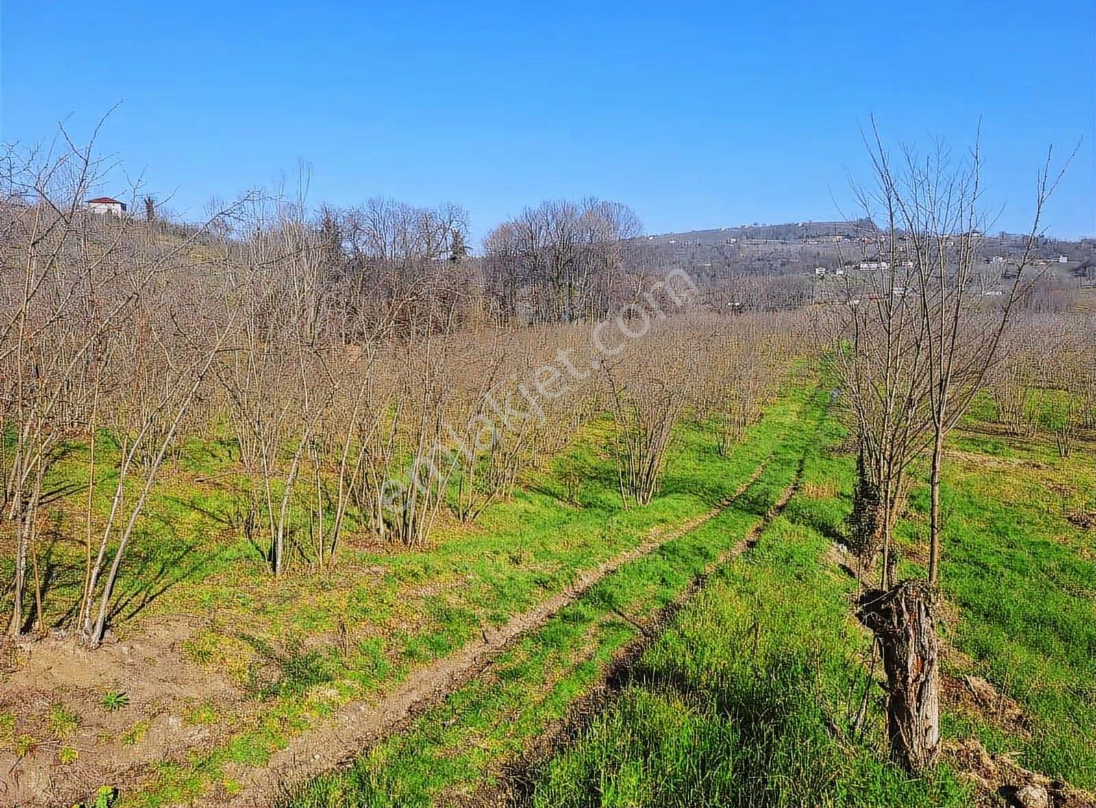 Sevgi Emlaktan Satılık Çiflik Evi Ve Arazi - Görsel 35