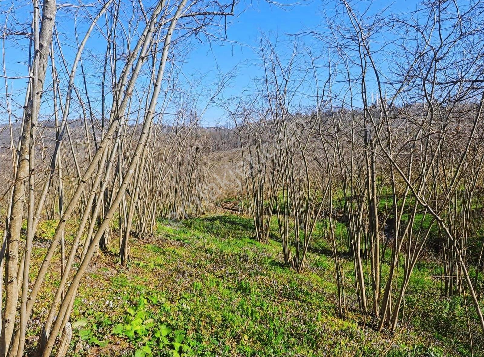 Sevgi Emlaktan Satılık Çiflik Evi Ve Arazi - Görsel 29