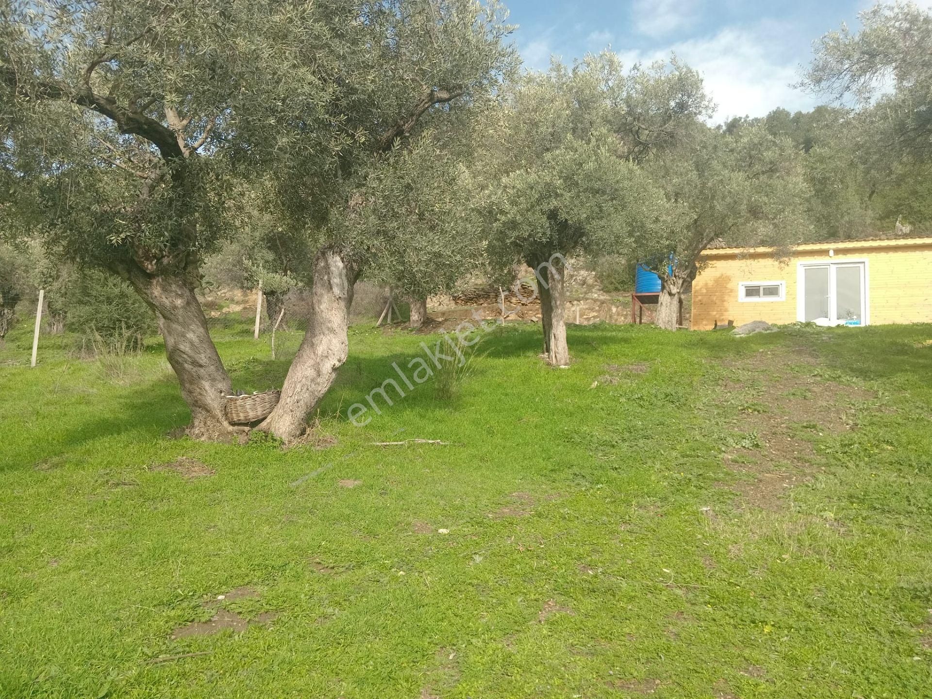 Bayındır Buruncuk Köyünde Tek Tapu Zeytinlik - Görsel 15