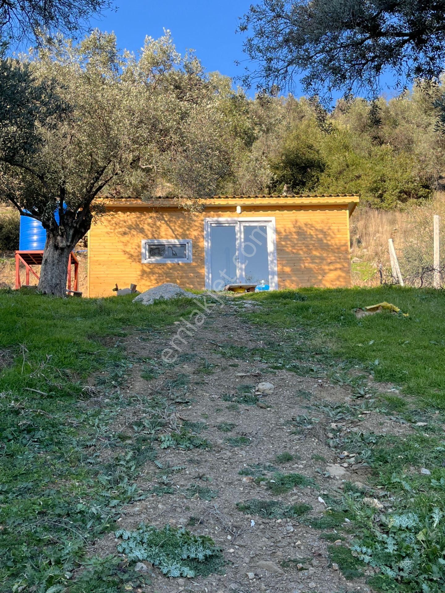 Bayındır Buruncuk Köyünde Tek Tapu Zeytinlik - Görsel 3